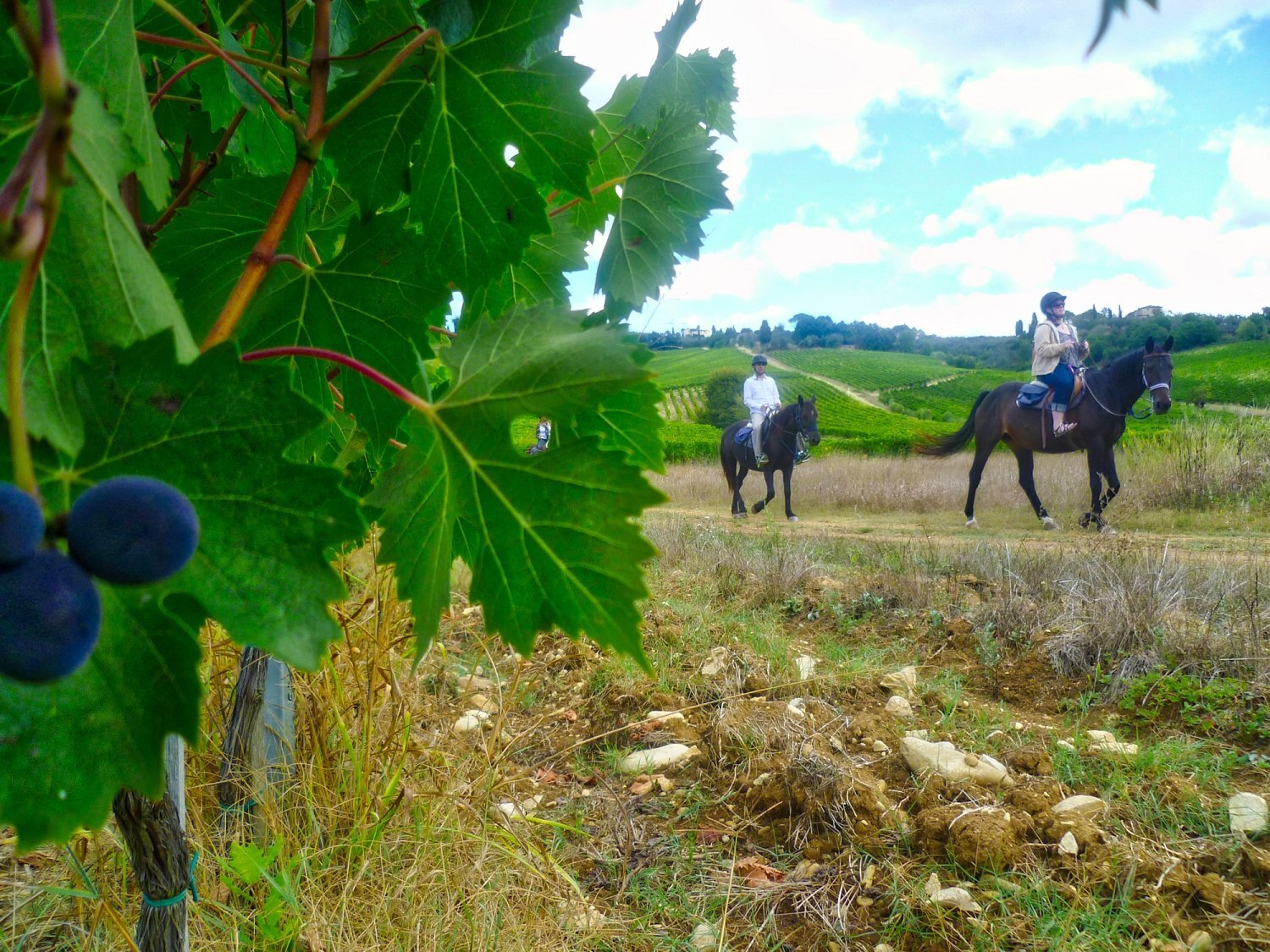 Private Horseback Riding Near Florence And Wine Tasting Italy Tickets