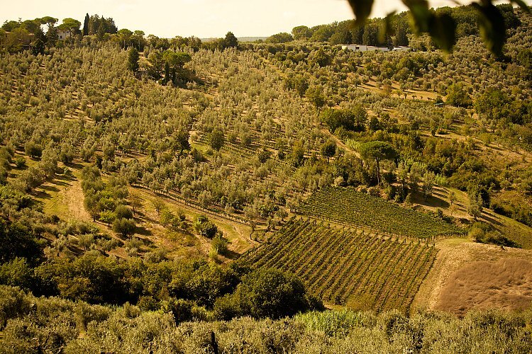 Wine_and_Olive_Oil_Trail_123_pdskec?_a=BACAEuGT
